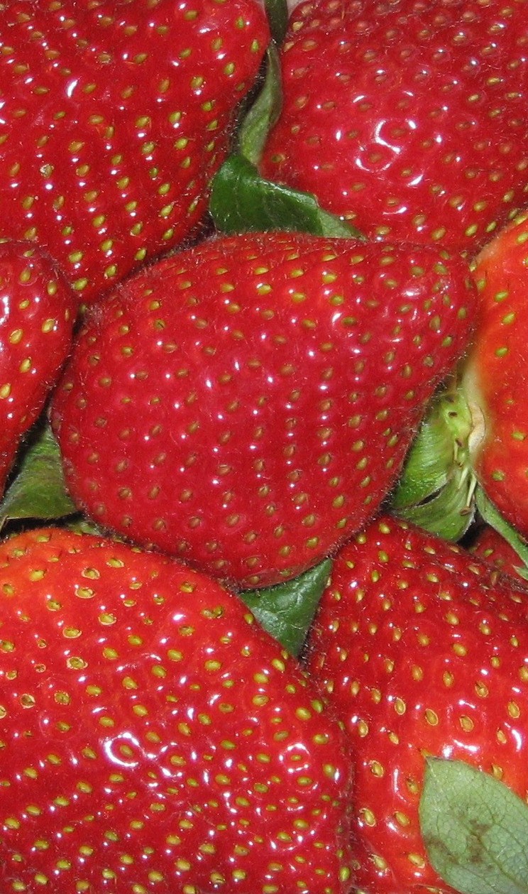 A close-up of ripe red Spivey Farms strawberries